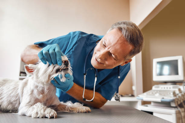 Best 24-Hour Emergency Dental Care in La Conner, WA